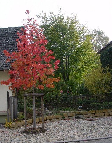 "Froschplatz"