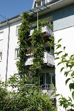 Berankte Balkone